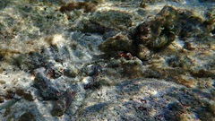 Corythoichthys ocellatus