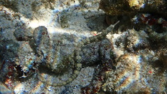 Corythoichthys ocellatus