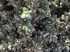 Veronica albicans