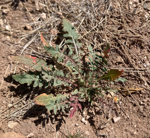 desert evening-primrose