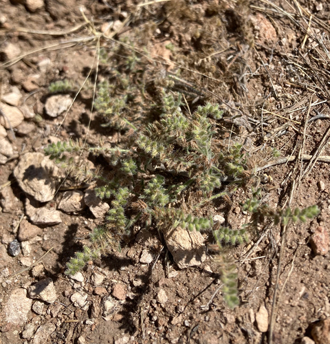 Thicksepal Cryptantha