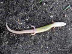 Subdoluseps bowringii