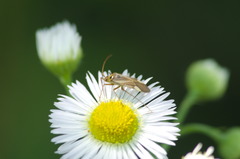 Adelphocoris
