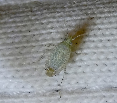 Psallus observed 2026-10-06