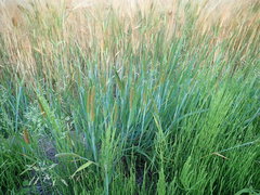 Alopecurus aequalis amurensis