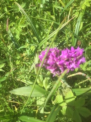 Dactylorhiza majalis