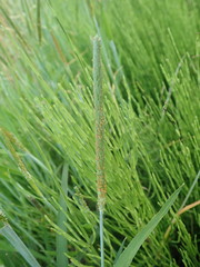 Alopecurus aequalis amurensis
