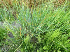 Alopecurus aequalis amurensis