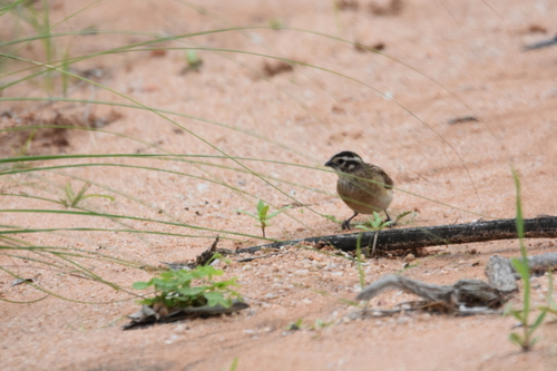 iNaturalist image