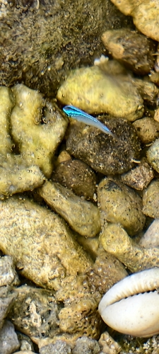 Chrysiptera glauca observed 2026-10-08