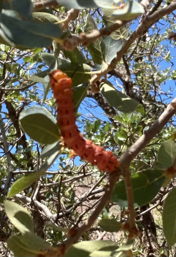 Oslar's Oakworm Moth