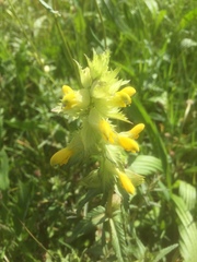 Rhinanthus serotinus