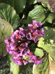 Bergenia