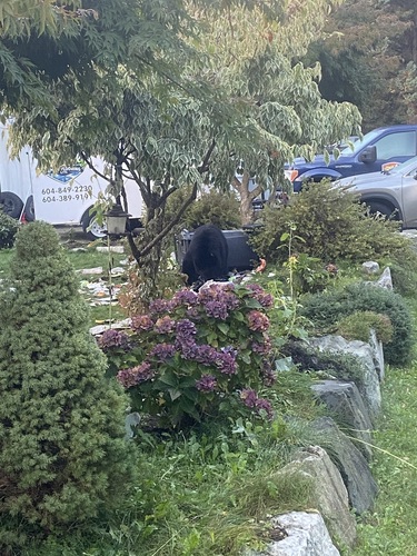 Black Bear sighting near Squamish