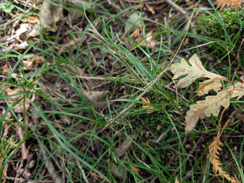 Glyceria striata observed 2026-10-07