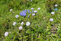 Globularia