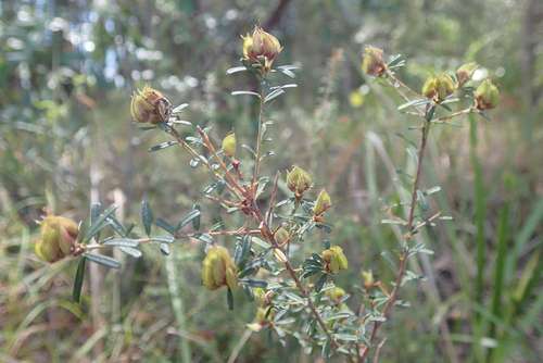 Pultenaea retusa observed 2026-10-08