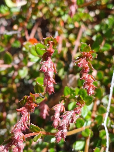 Gonocarpus incanus, 2026-10-08