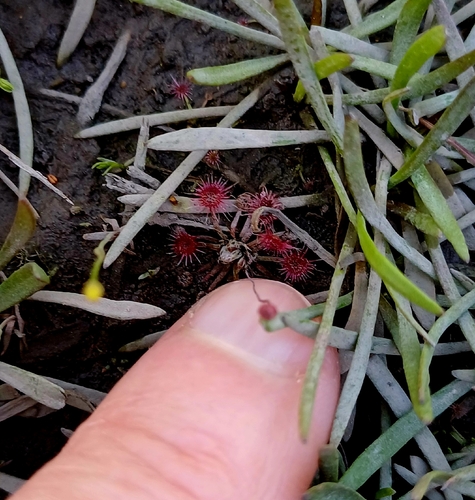 Drosera pygmaea