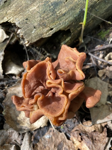 Neogyromitra brunnea