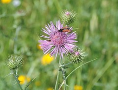 Zygaena punctum