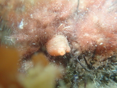 Dendrodoa grossularia