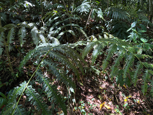 Cyathea horrida observed 2026-06-23