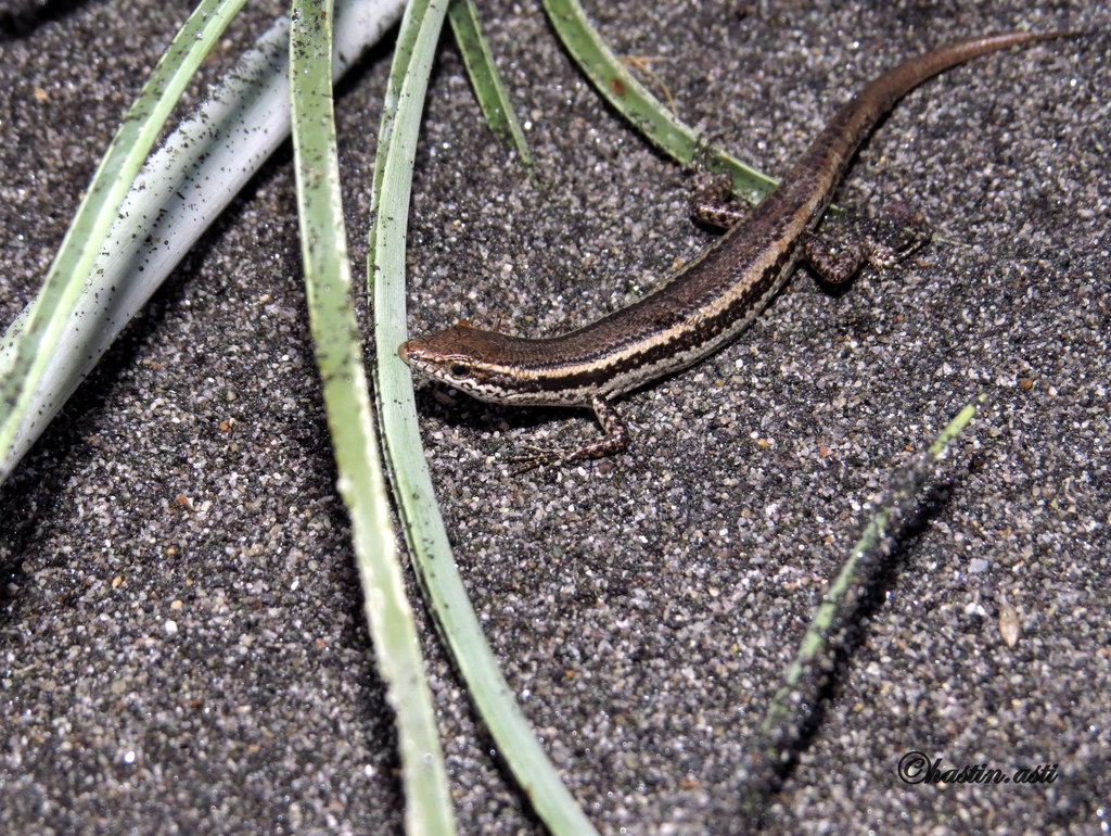 Lombok Snake-Eyed Skink