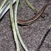 Lombok Snake-eyed Skink - Photo (c) Hastin Asti, some rights reserved (CC BY-NC), uploaded by Hastin Asti