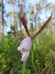 Cleistesiopsis divaricata
