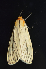 Spilosoma pelopea