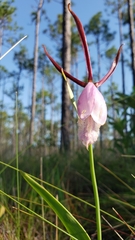 Cleistesiopsis divaricata