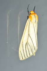 Spilosoma pelopea