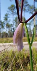Cleistesiopsis divaricata