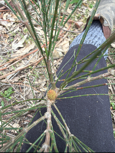 Allocasuarina distyla observed 2026-10-08