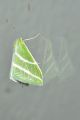 Synchlora bistriaria