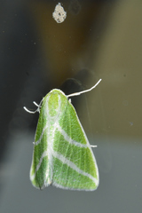 Synchlora bistriaria