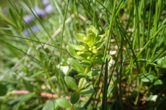 Cruciata