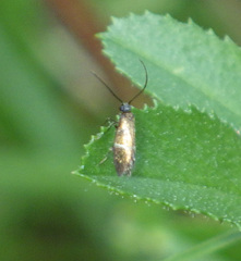 Micropterix aruncella