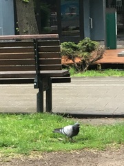 Columba livia domestica