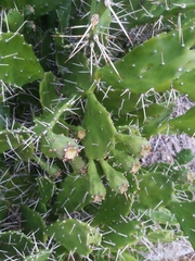 Opuntia monacantha
