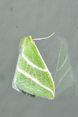 Synchlora bistriaria