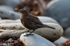Cinclodes antarcticus