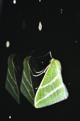 Synchlora bistriaria