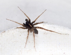 Pardosa hortensis