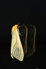 Spilosoma pelopea