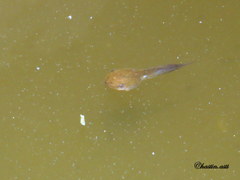 Polypedates leucomystax