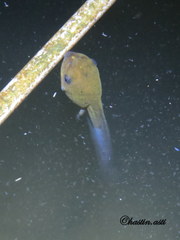 Polypedates leucomystax