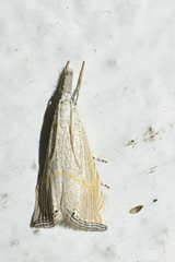 Haimbachia