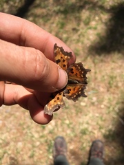 Polygonia faunus